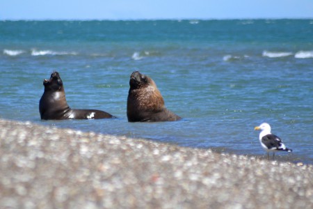 Loberia en el puerto del este